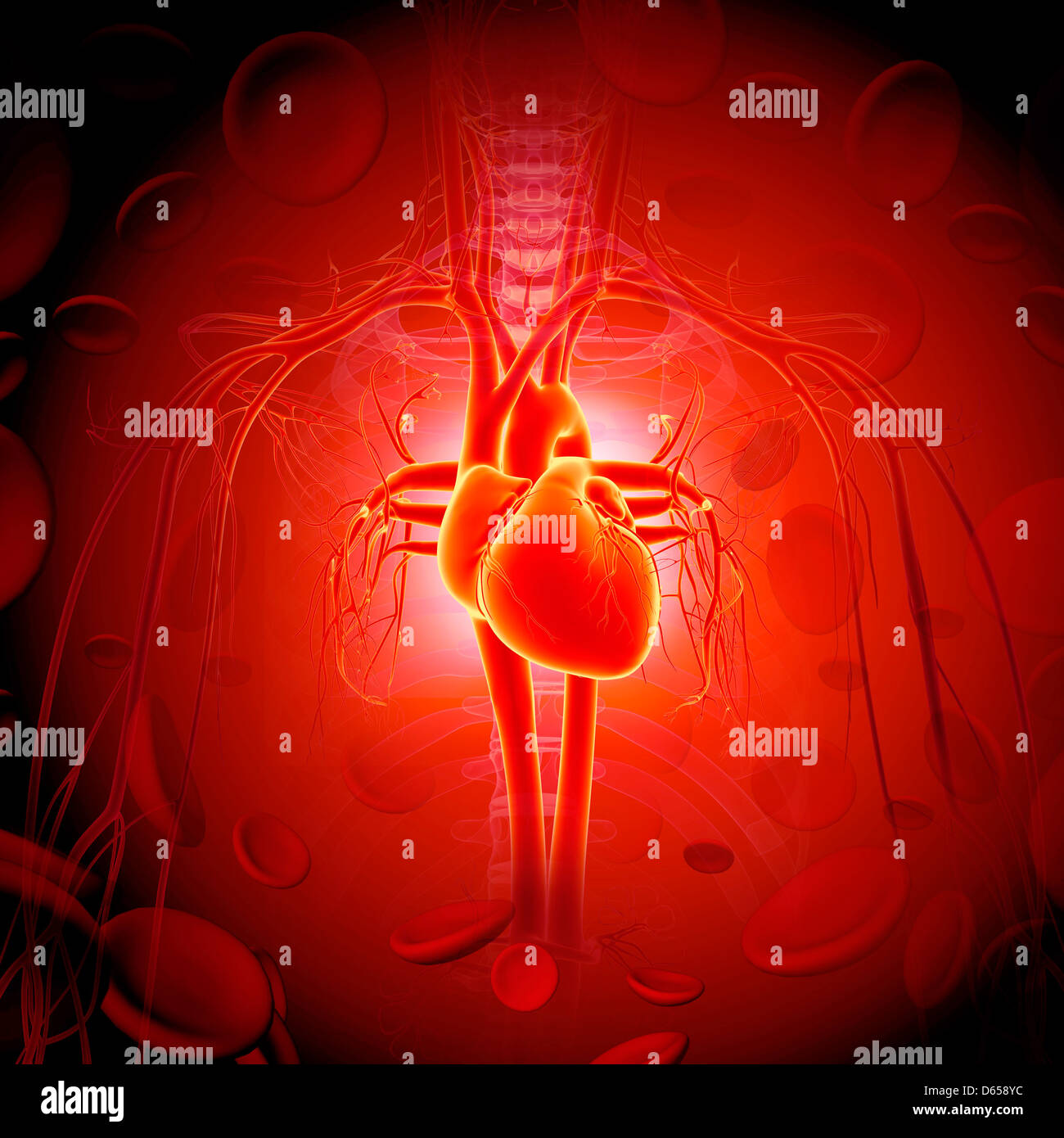 Human heart, artwork Stock Photo