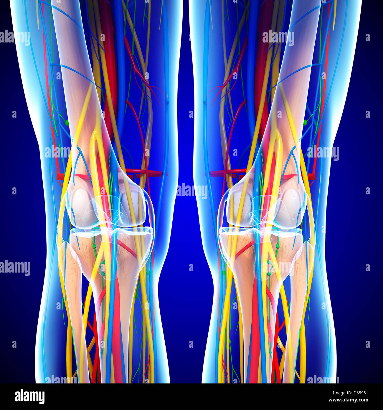 Blood Supply Knee Hi Res Stock Photography And Images Alamy