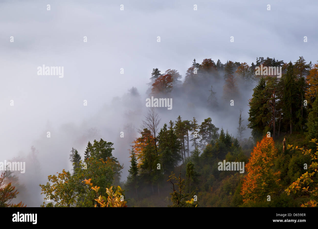 autumn alpine forest in fog Stock Photo - Alamy