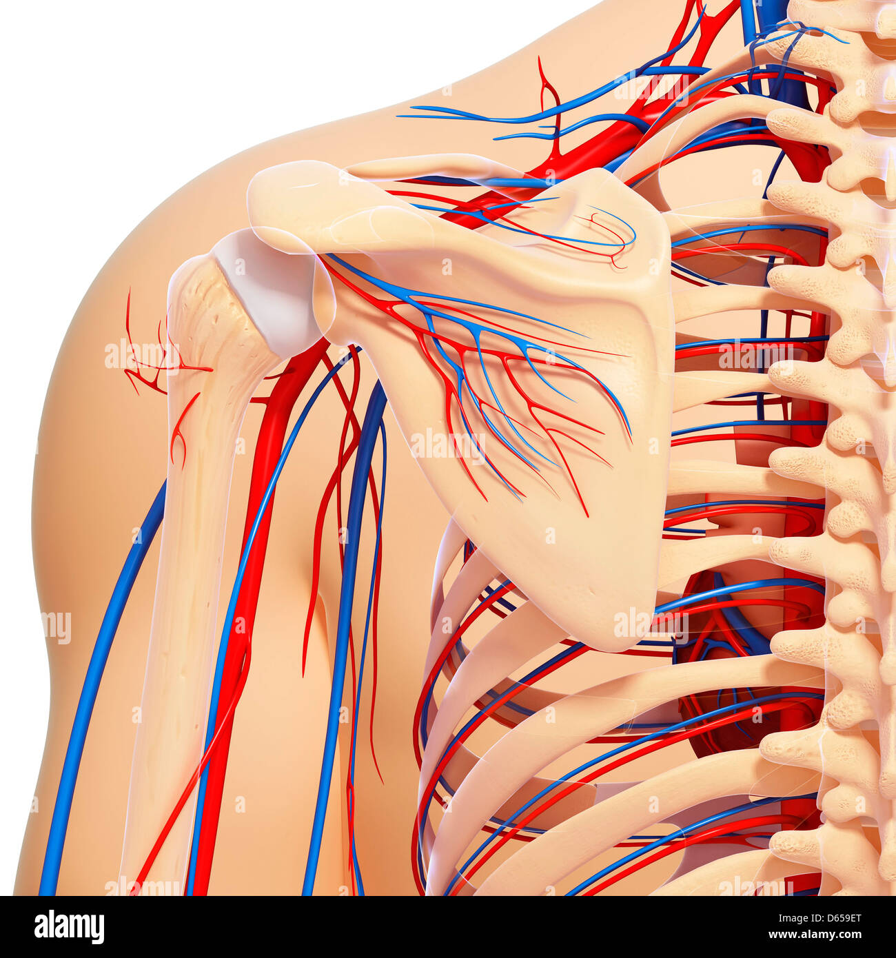 Human vascular shoulder hi-res stock photography and images - Alamy