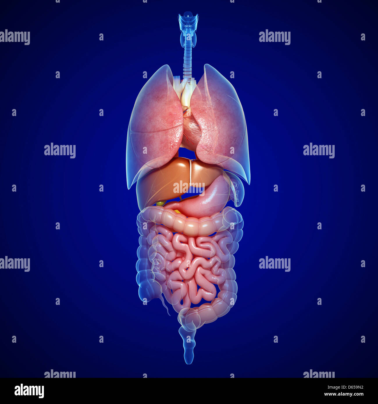 Human Anatomy, Artwork Stock Photo - Alamy