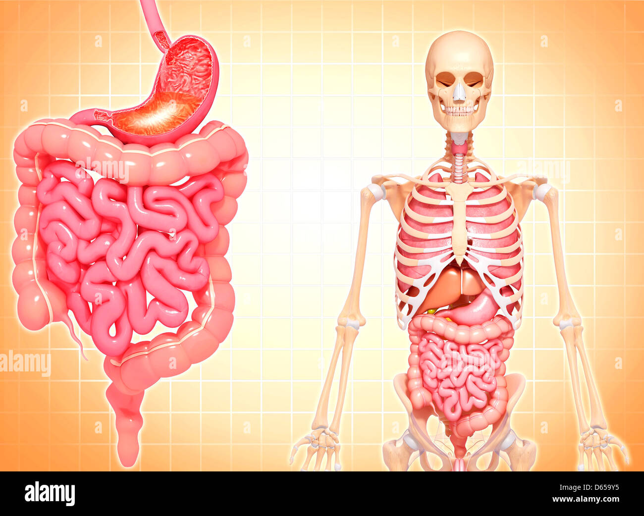 Healthy digestive system, artwork Stock Photo Alamy