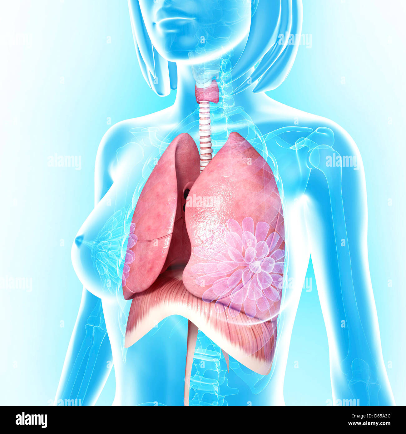 Female chest anatomy hi-res stock photography and images - Alamy