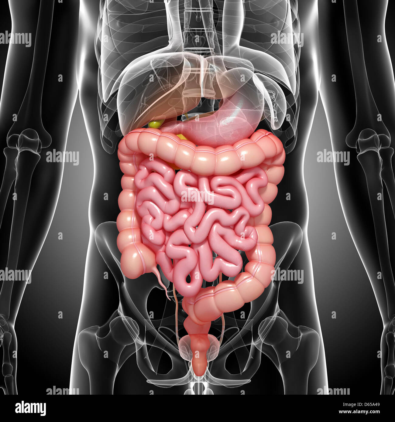 Healthy digestive system, artwork Stock Photo - Alamy