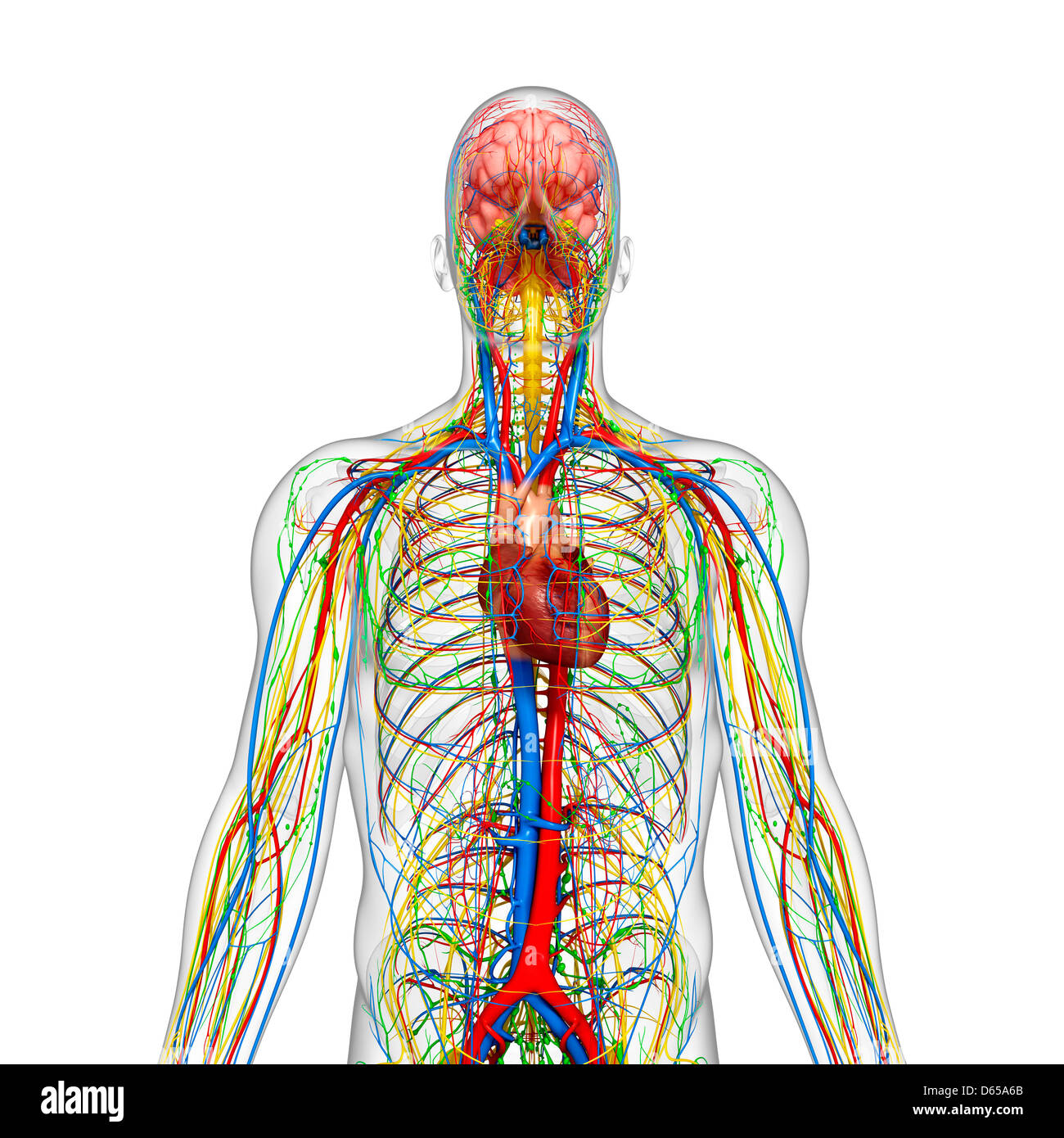 Human anatomy, artwork Stock Photo