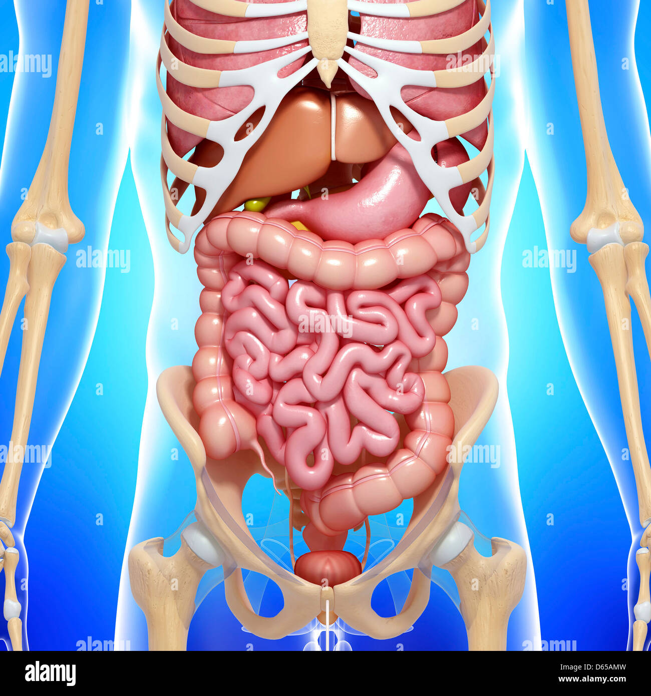Human Digestive Digestive Tract Alimentary Stock Photos & Human