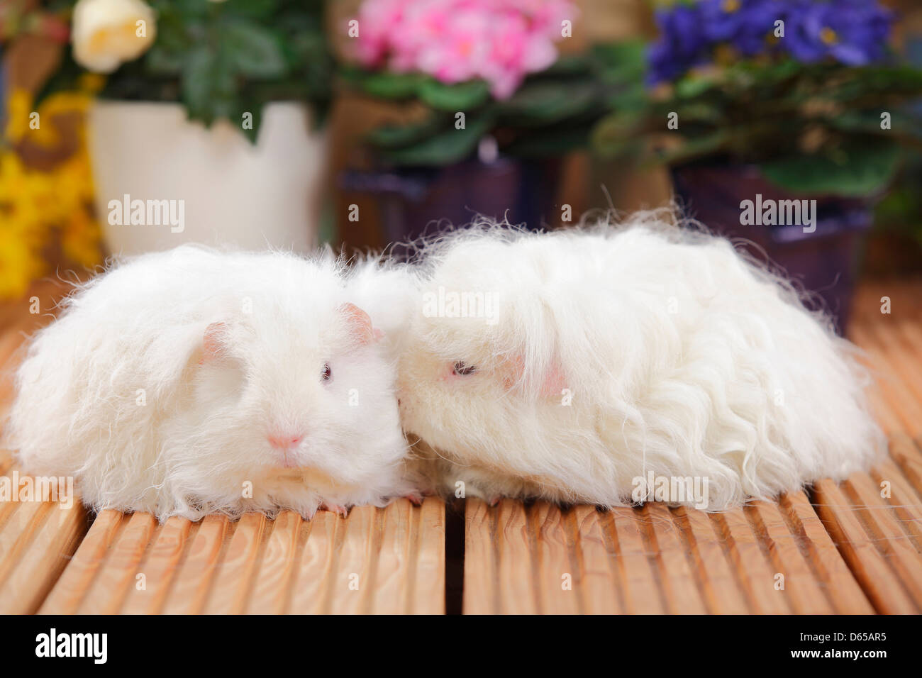 Guinea Pig Merino d.e. / dark eye MerinoMeerschweinchen d.e. / dark