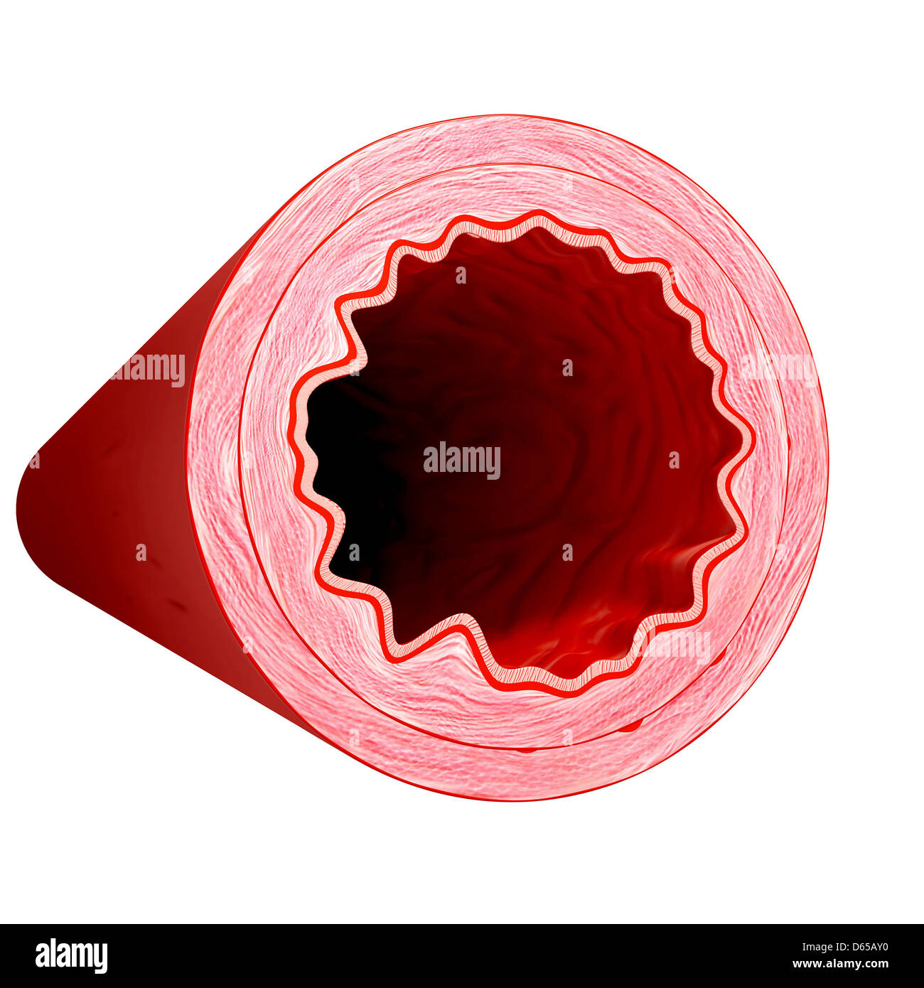 Artery Cross Section Diagram