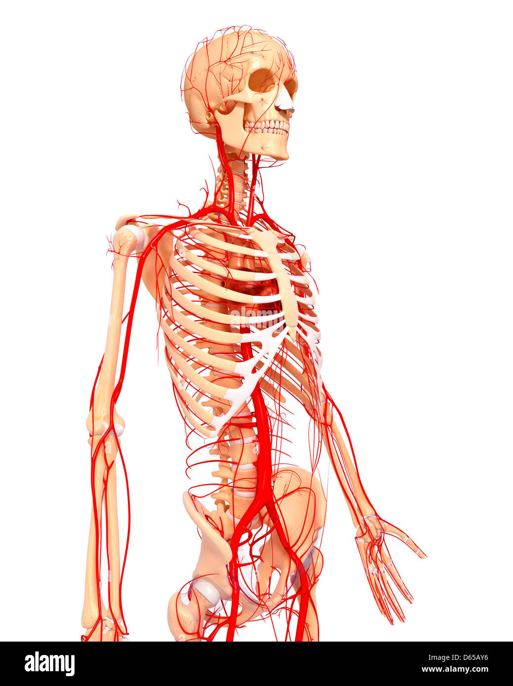 Arteries The Unsung Heroes Of Your Organ System - z0acmg4
