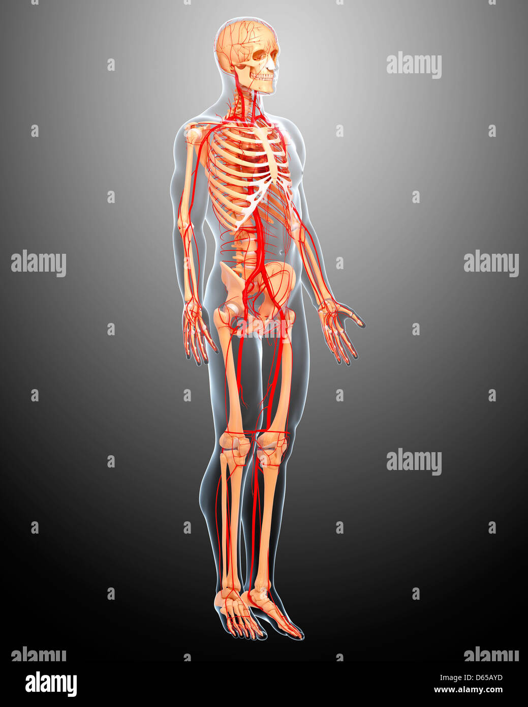 Arteries The Unsung Heroes Of Your Organ System - 5mrps55