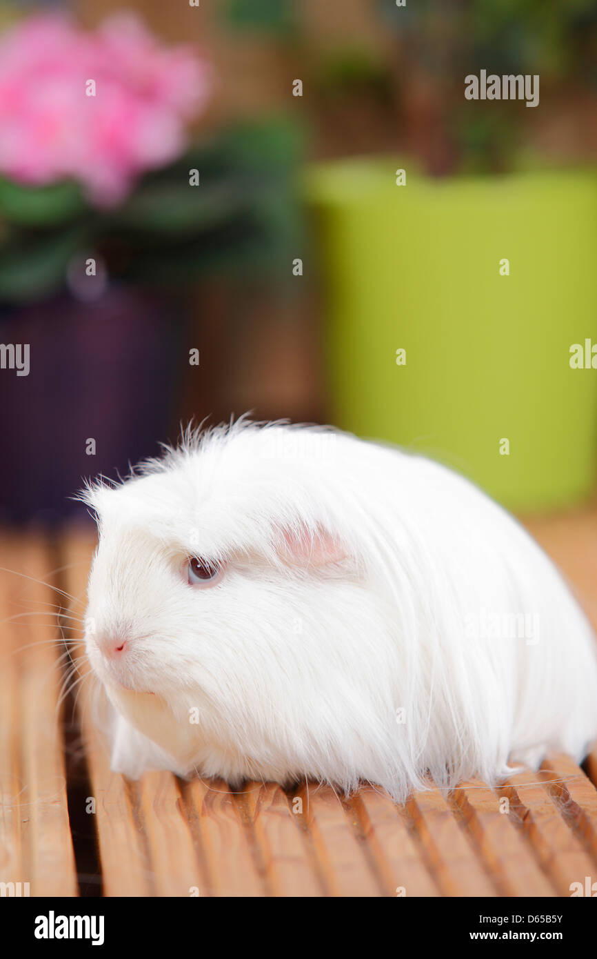 Guinea Pig d.e. / dark eye d.e. / dark