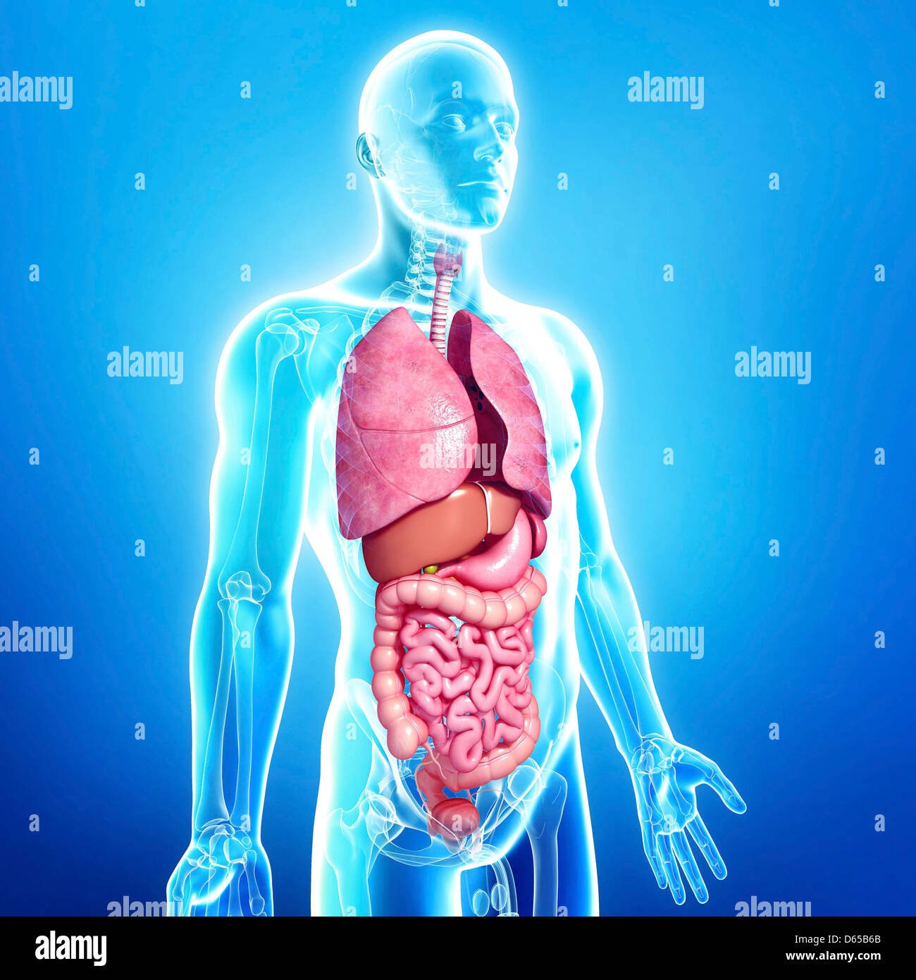 Male anatomy, artwork Stock Photo Alamy
