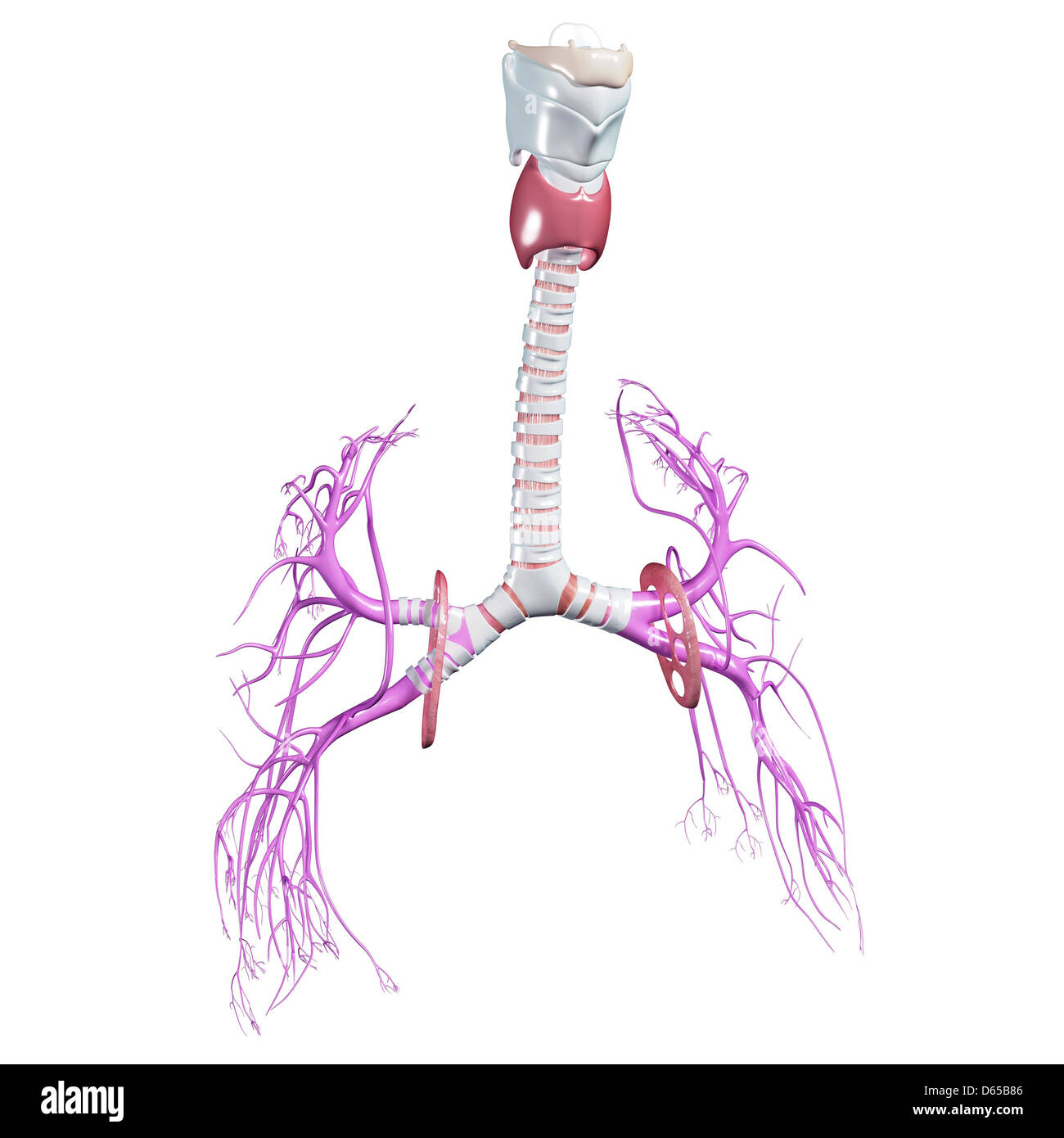 respiratory system, artwork Stock Photo