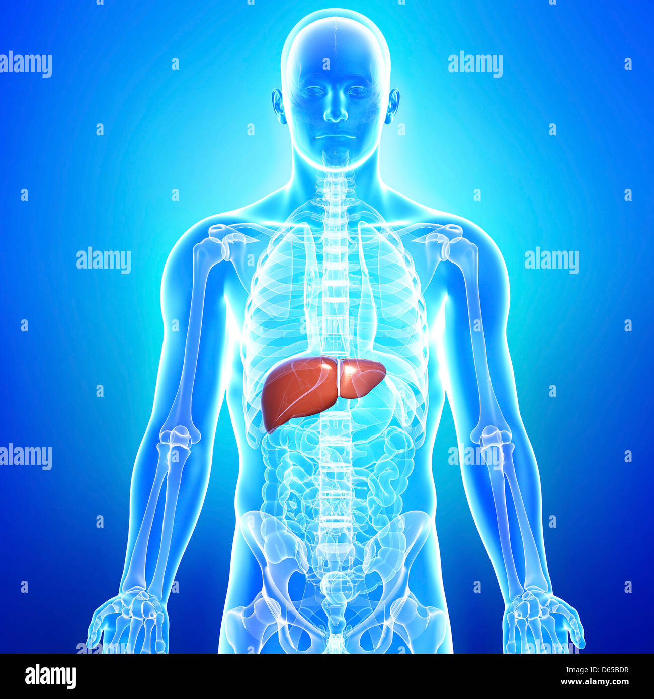 Healthy liver, artwork hires stock photography and images Alamy