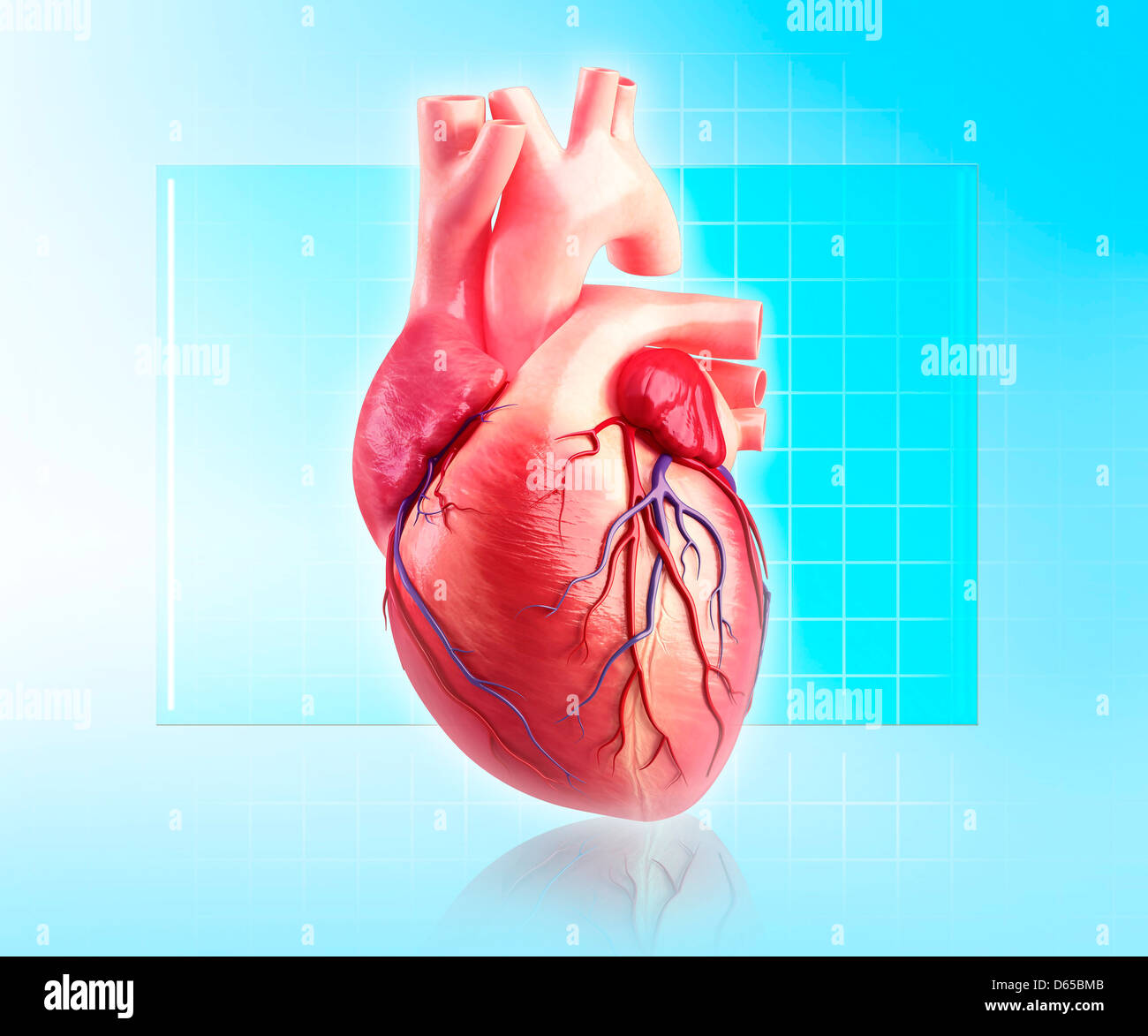 Human Heart High Resolution Stock Photography And Images Alamy