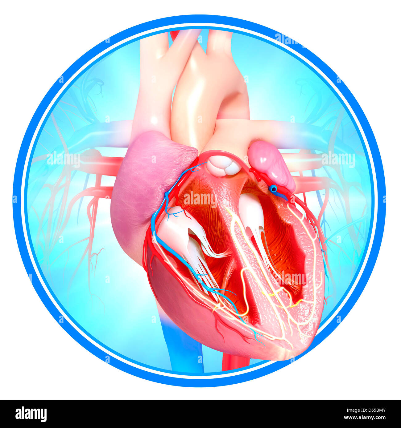 Human Heart Cross Section High Resolution Stock Photography And Images Alamy Human Heart Cross Section High Resolution Stock Photography And Images Alamy