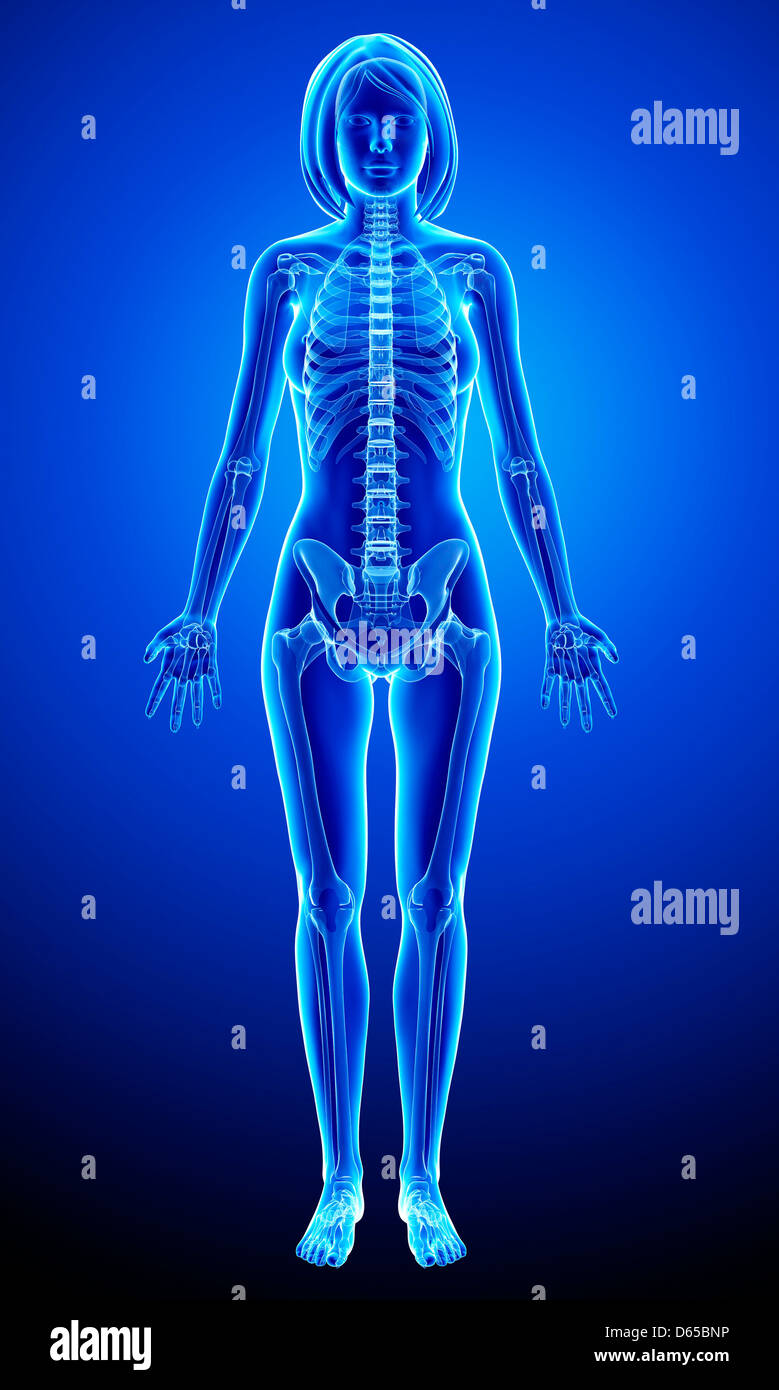 Female skeleton hi-res stock photography and images - Alamy