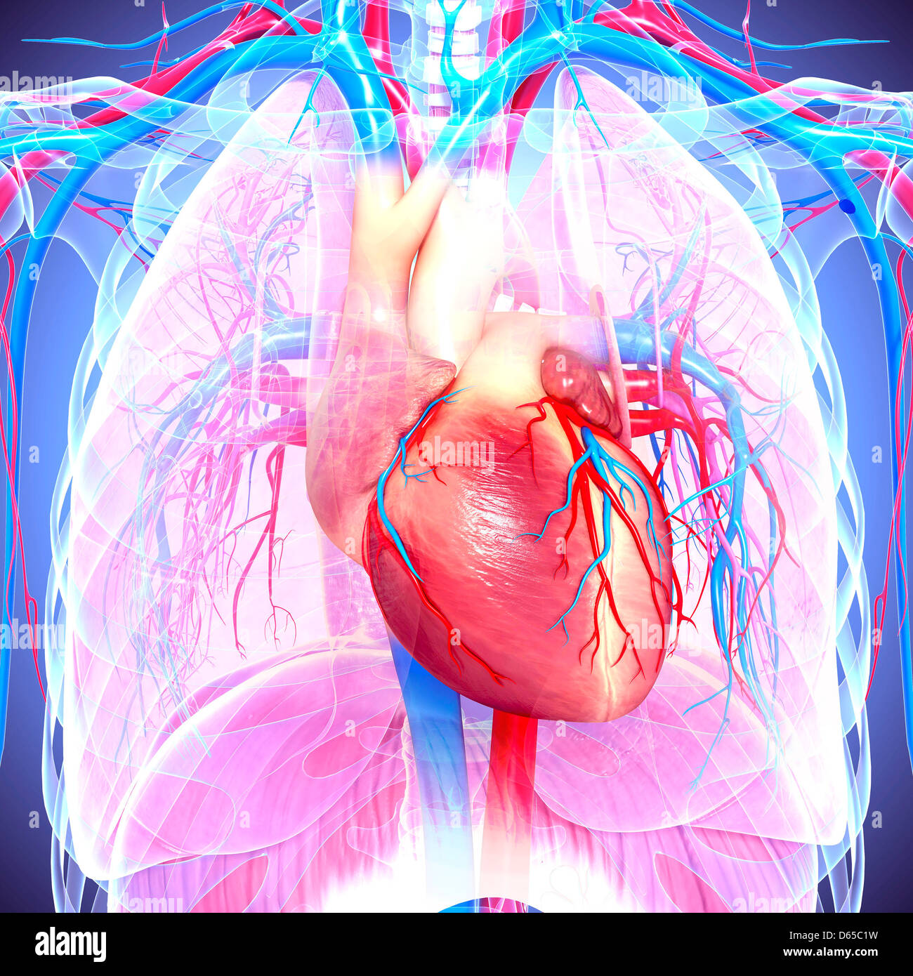 Chest Anatomy Artwork Stock Photo Alamy