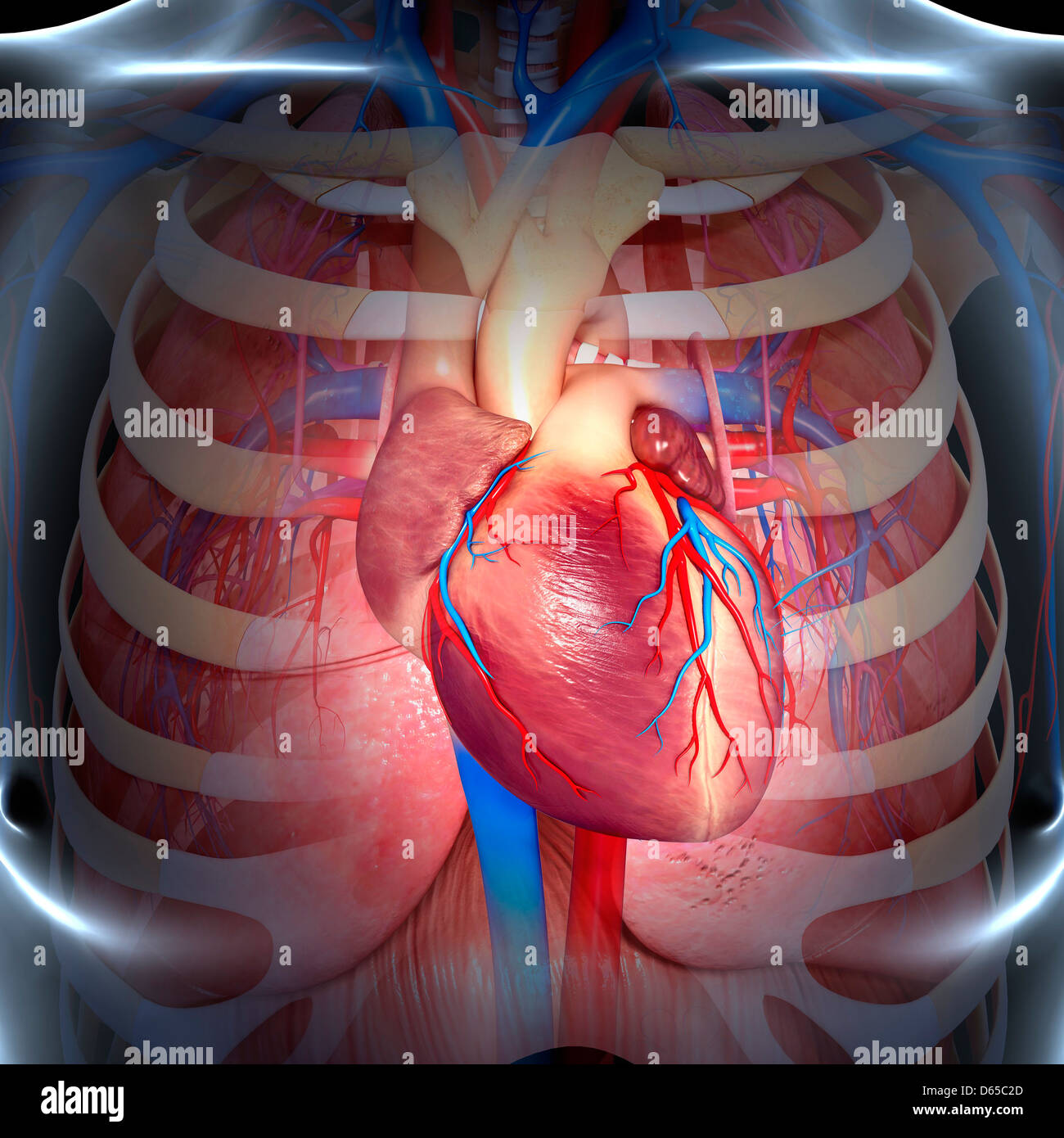 Anatomy Of A Male Chest Chest Wall RVZQ