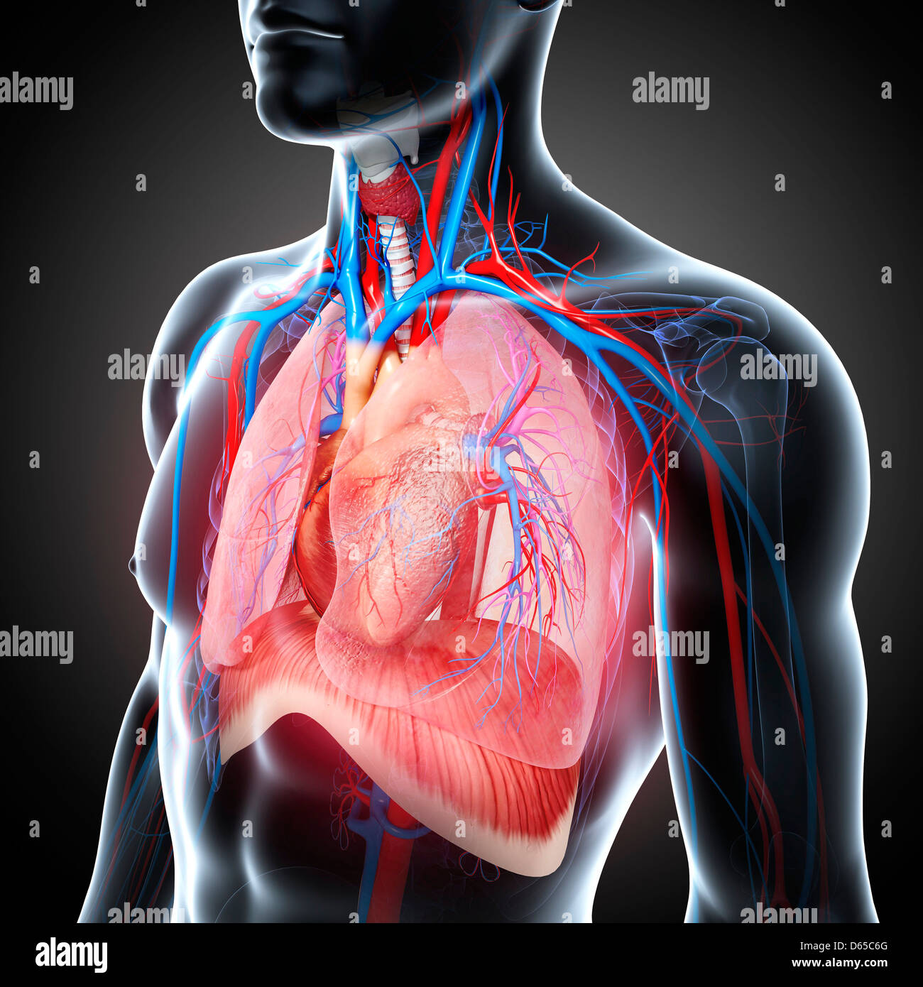 Male Chest Anatomy High Resolution Stock Photography And Images Alamy