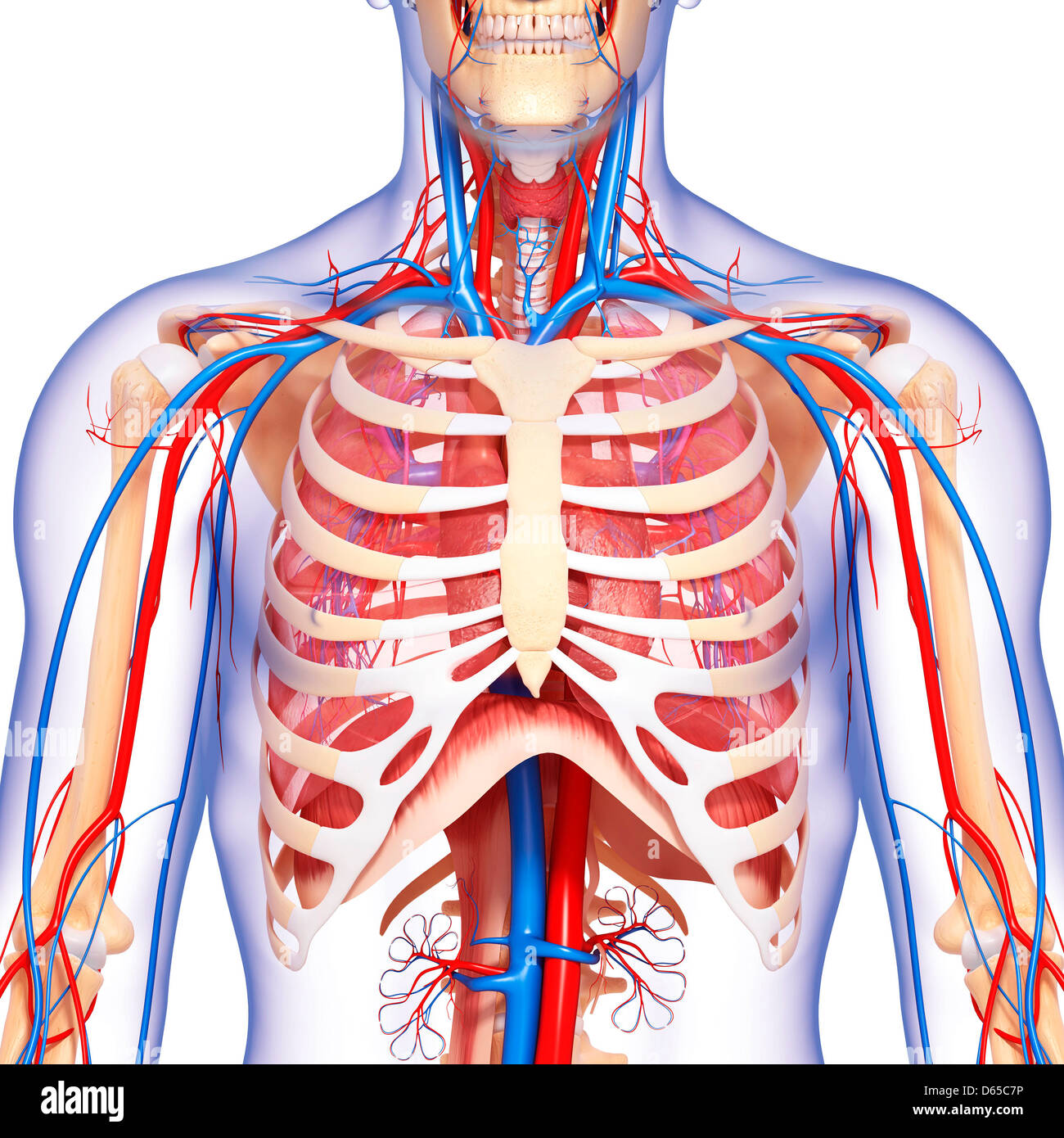 Chest anatomy, artwork Stock Photo - Alamy