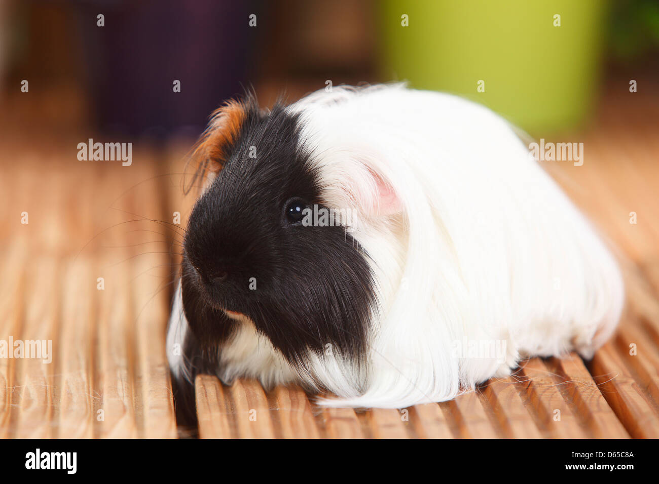 Sheltie Guinea Pig, tortoiseshell-and-white |Sheltie-Meerschweinchen, Schildpatt mit weiss / Peruanisches Seidentier Stock Photo