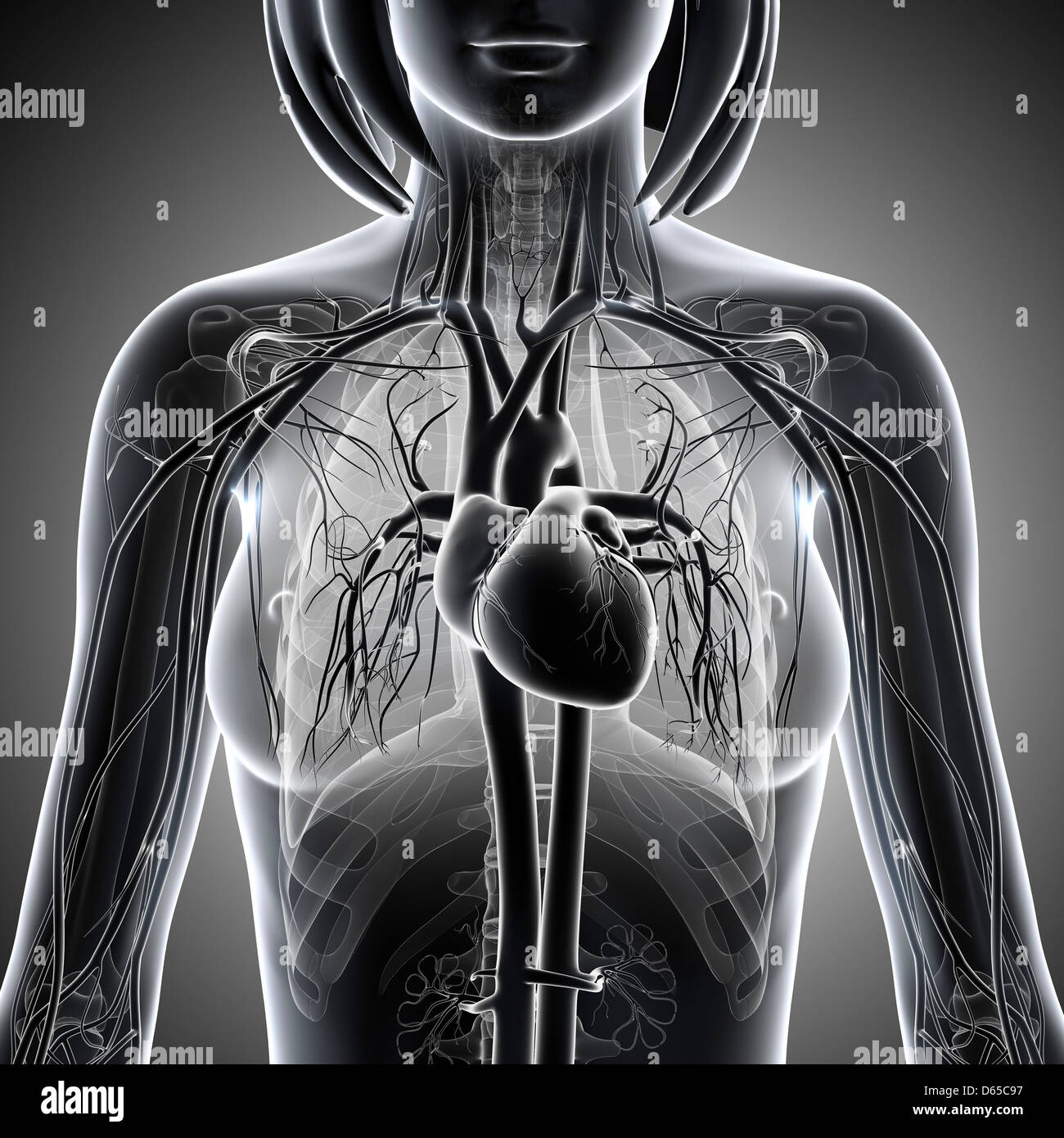 Female chest anatomy artwork hi-res stock photography and images - Page 2 -  Alamy