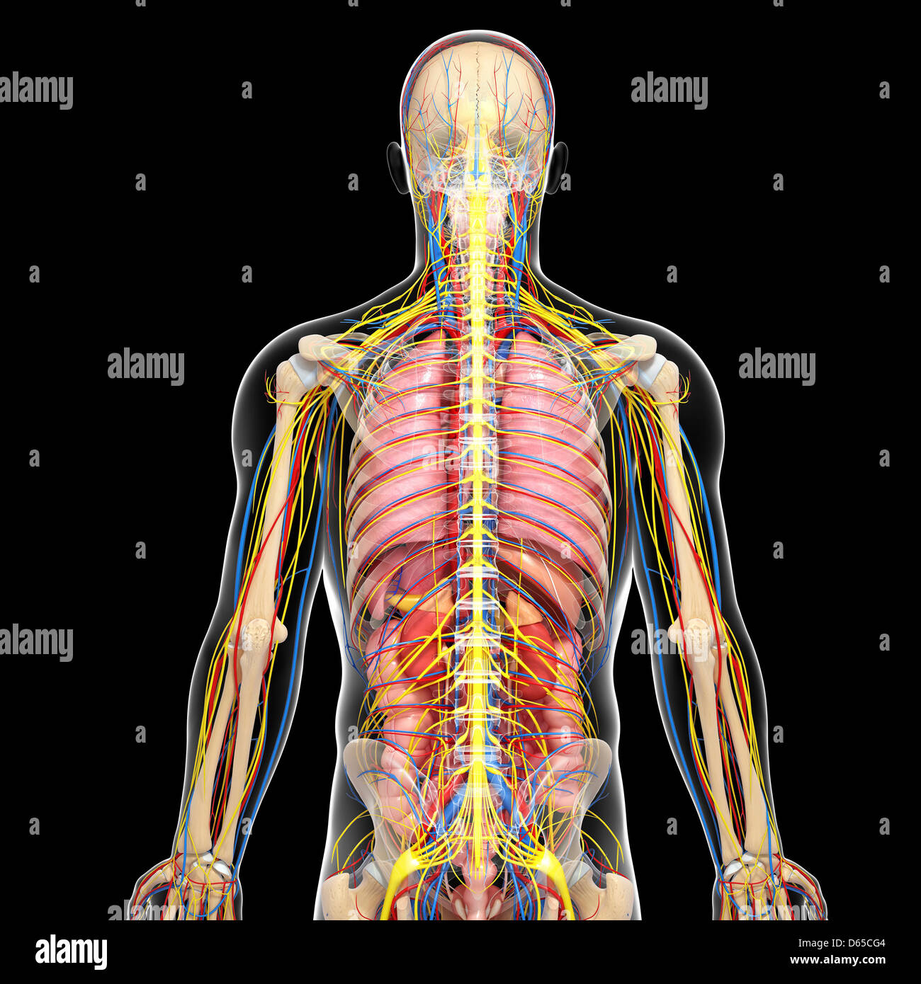 Human anatomy, artwork Stock Photo