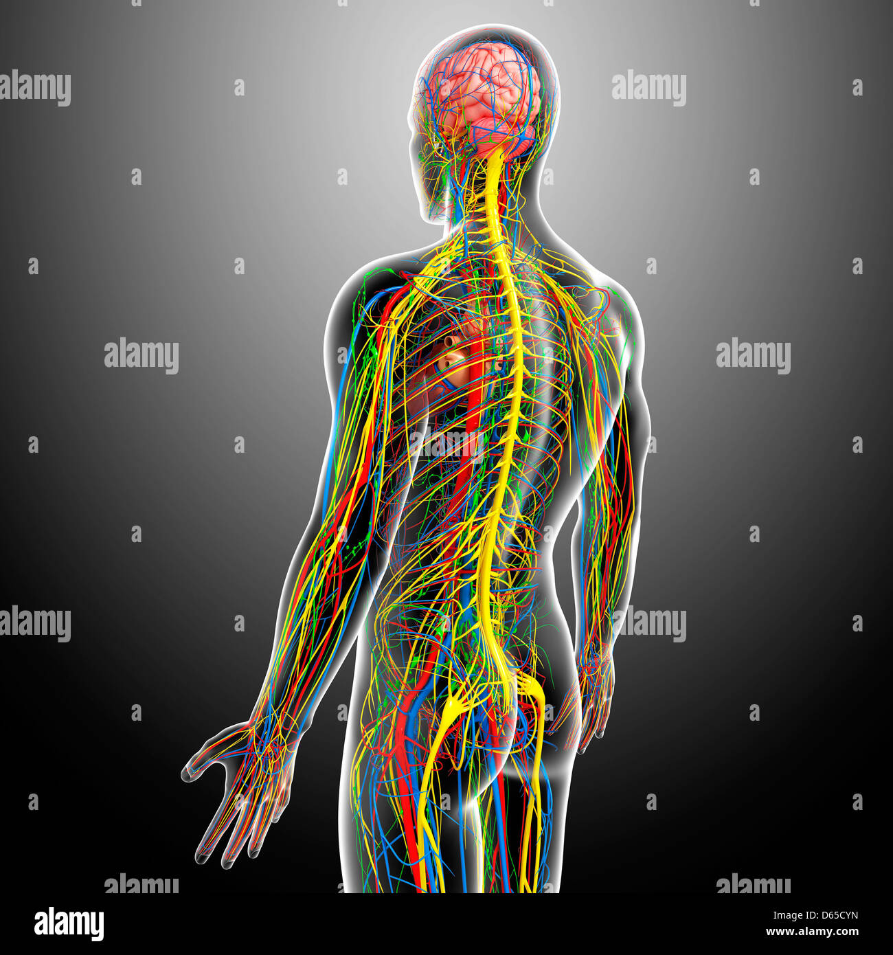 Human anatomy, artwork Stock Photo