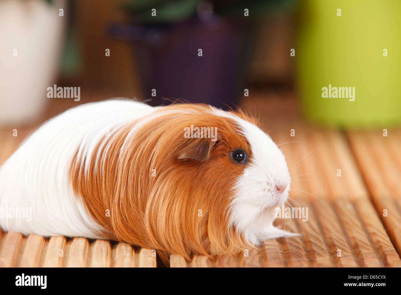 Sheltie Guinea Pig, red-white |Sheltie-Meerschweinchen, rot-weiss / Peruanisches Seidentier Stock Photo