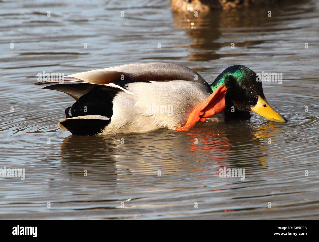 Detailed close-up of a male wild duck or drake Mallard (Anas platyrhynchos) scratching his head with a webbed foot Stock Photo