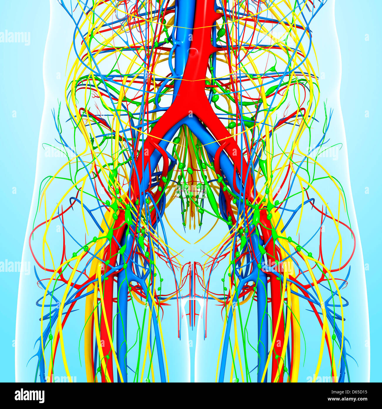 Pelvis anatomy, artwork Stock Photo