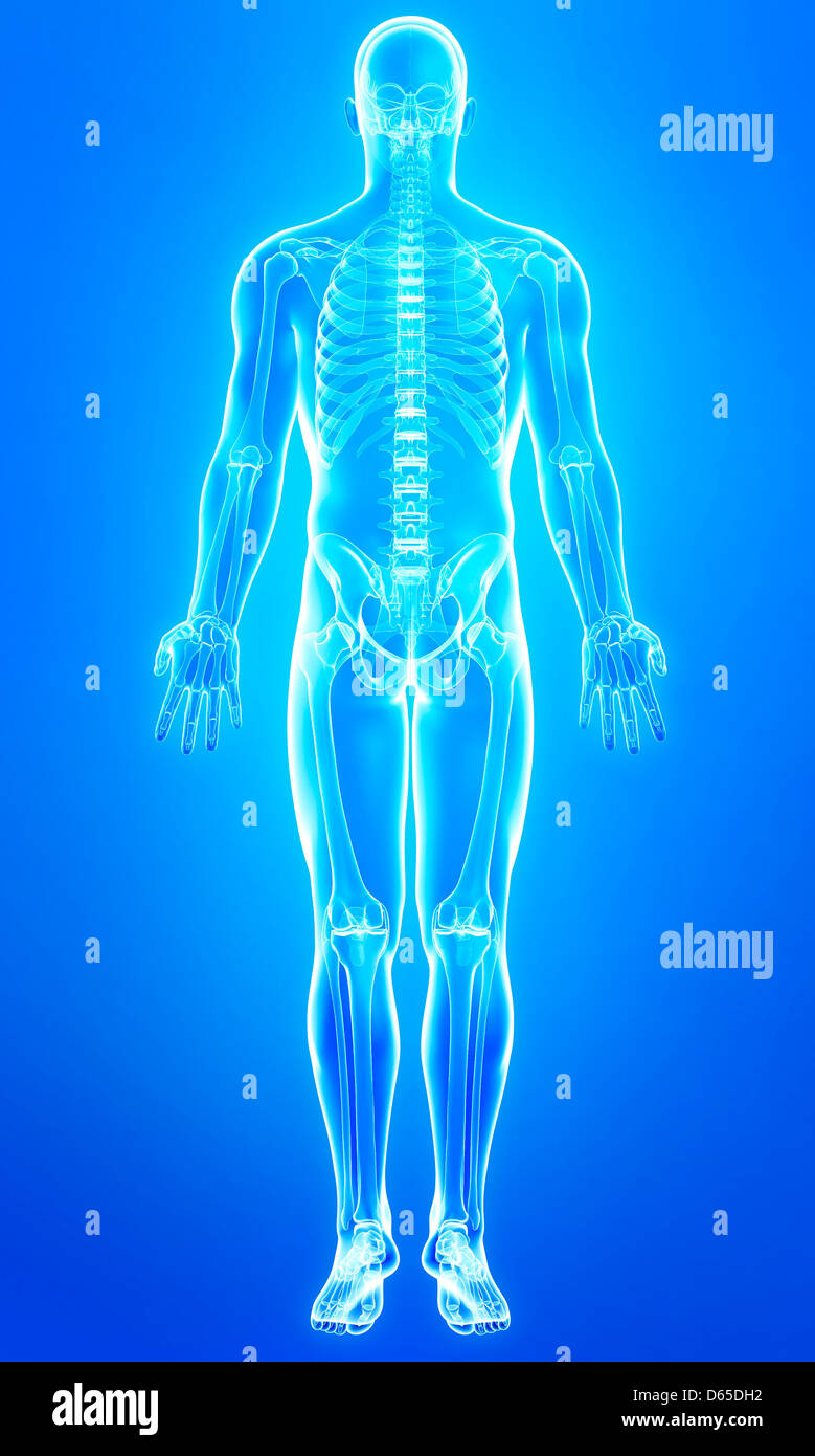 Male anatomy, artwork Stock Photo