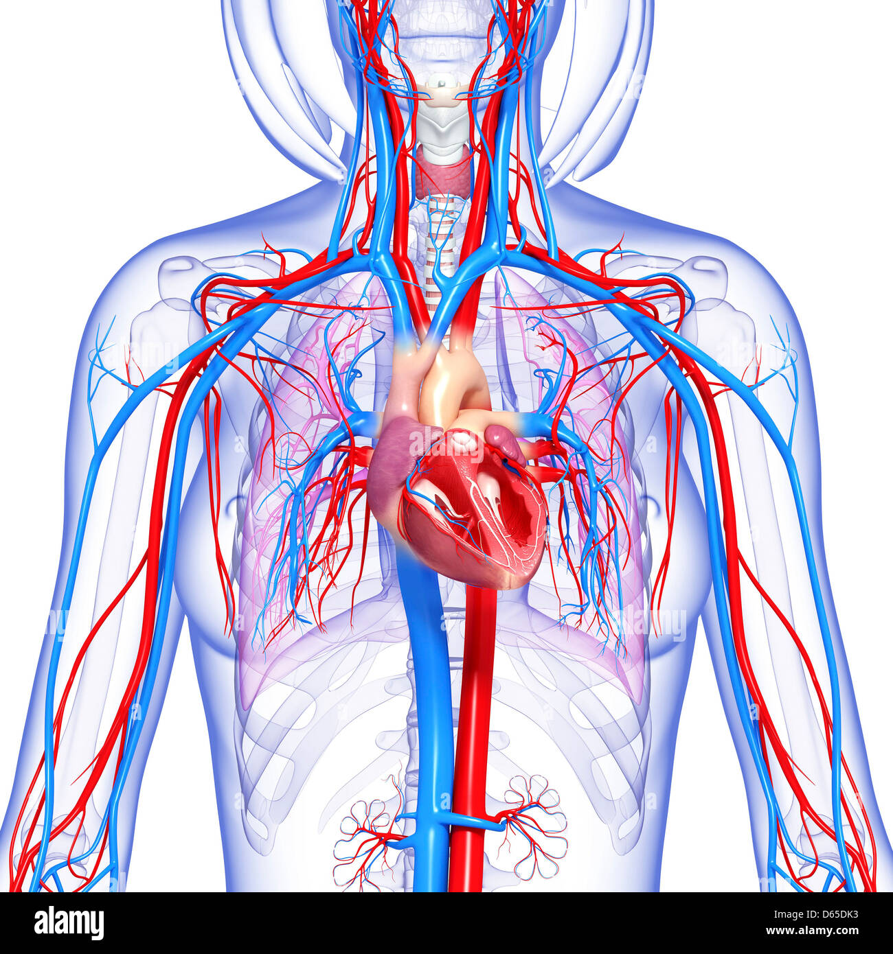 Female cardiovascular system, artwork Stock Photo - Alamy