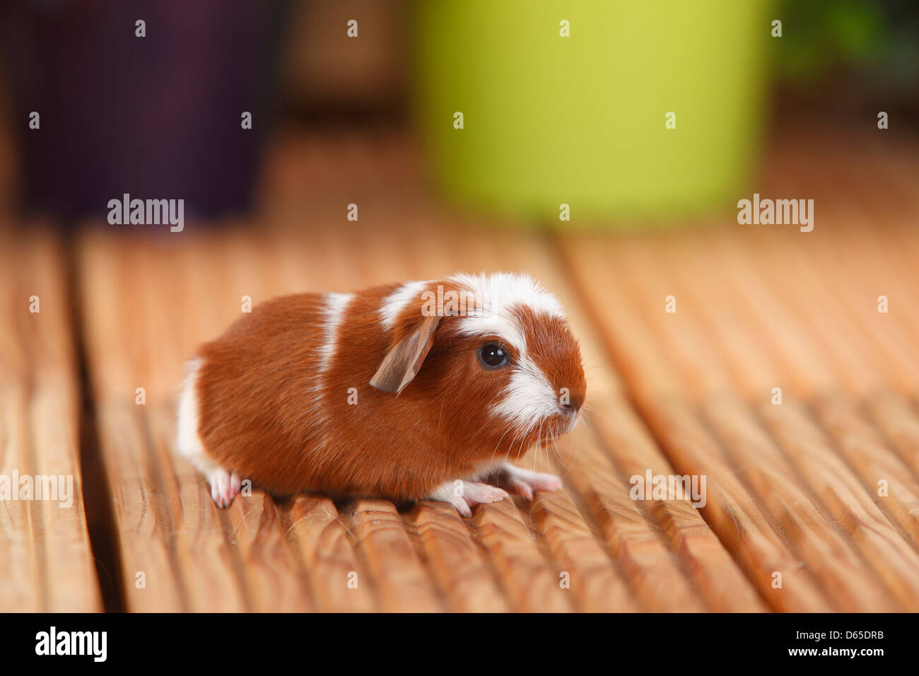 English Crested Guinea Pig, young, red-white, 4 days Stock Photo