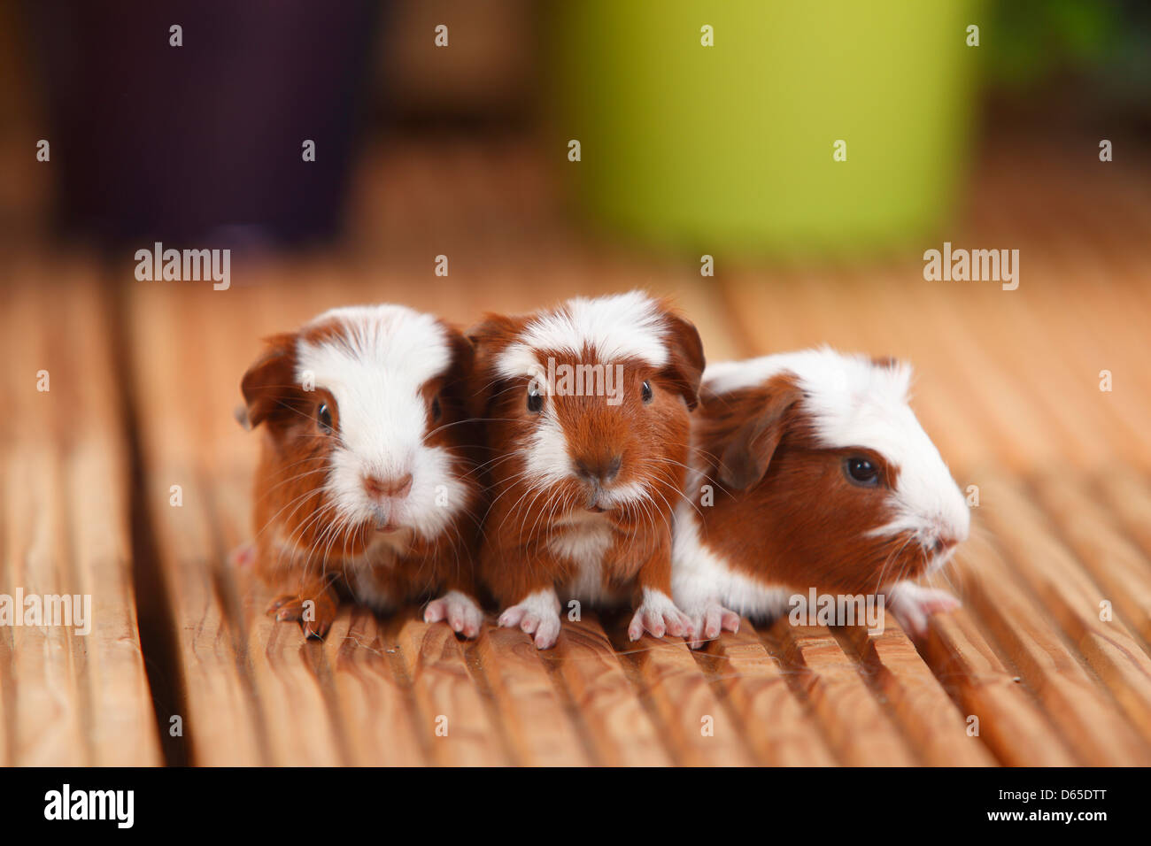 English Crested Guinea Pig, young, red-white, 4 days Stock Photo