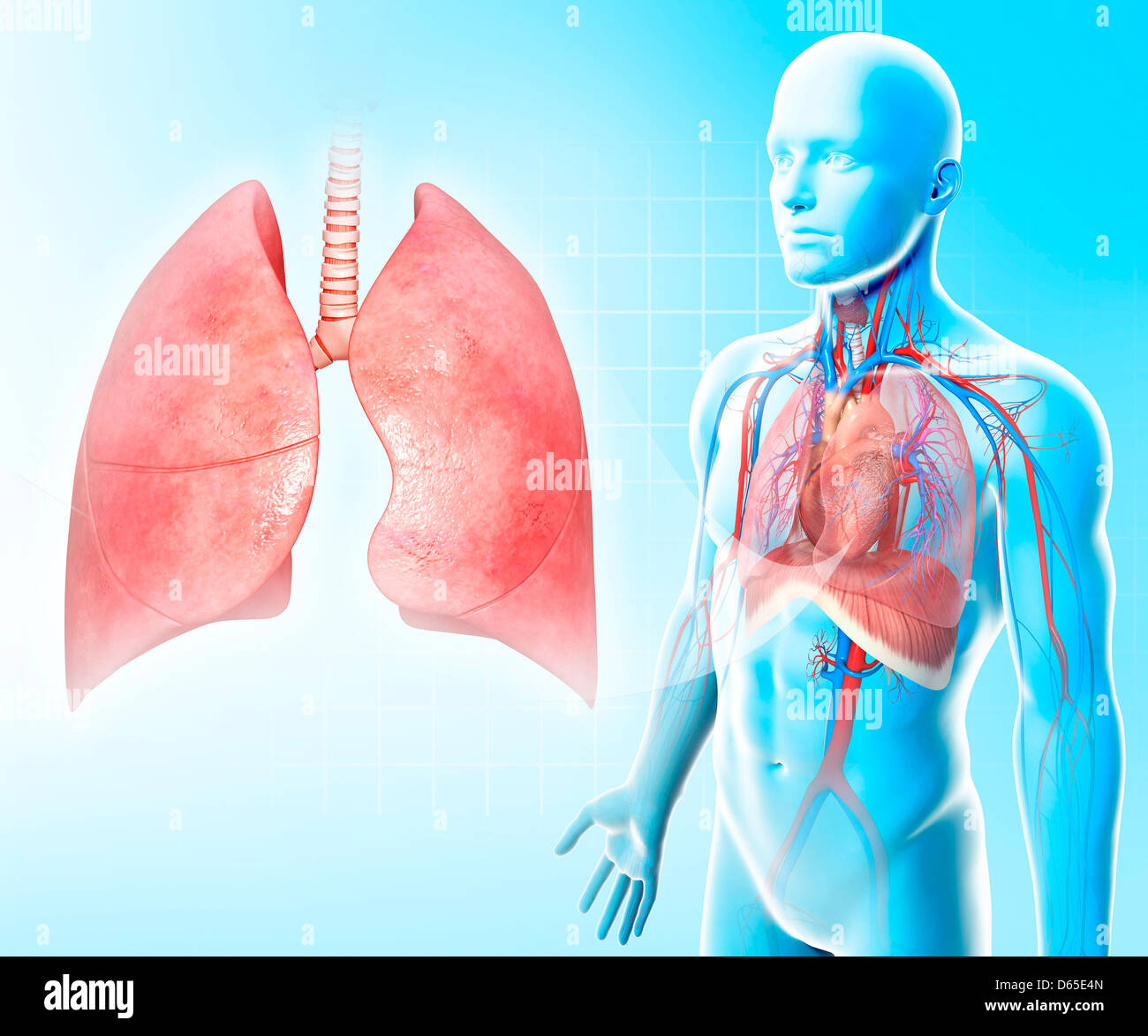 Healthy lungs, artwork Stock Photo Alamy