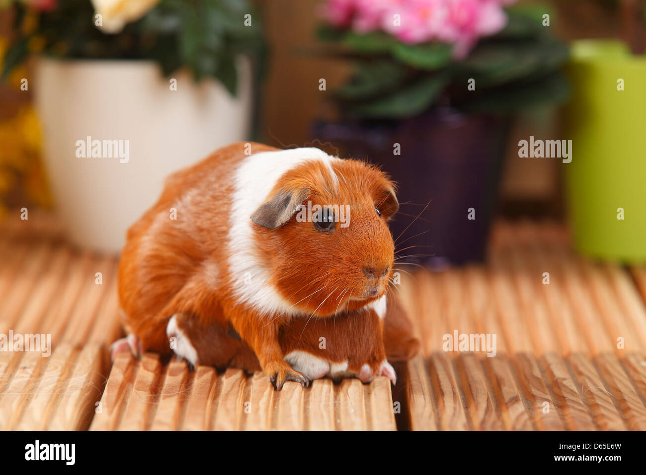 english guinea pig