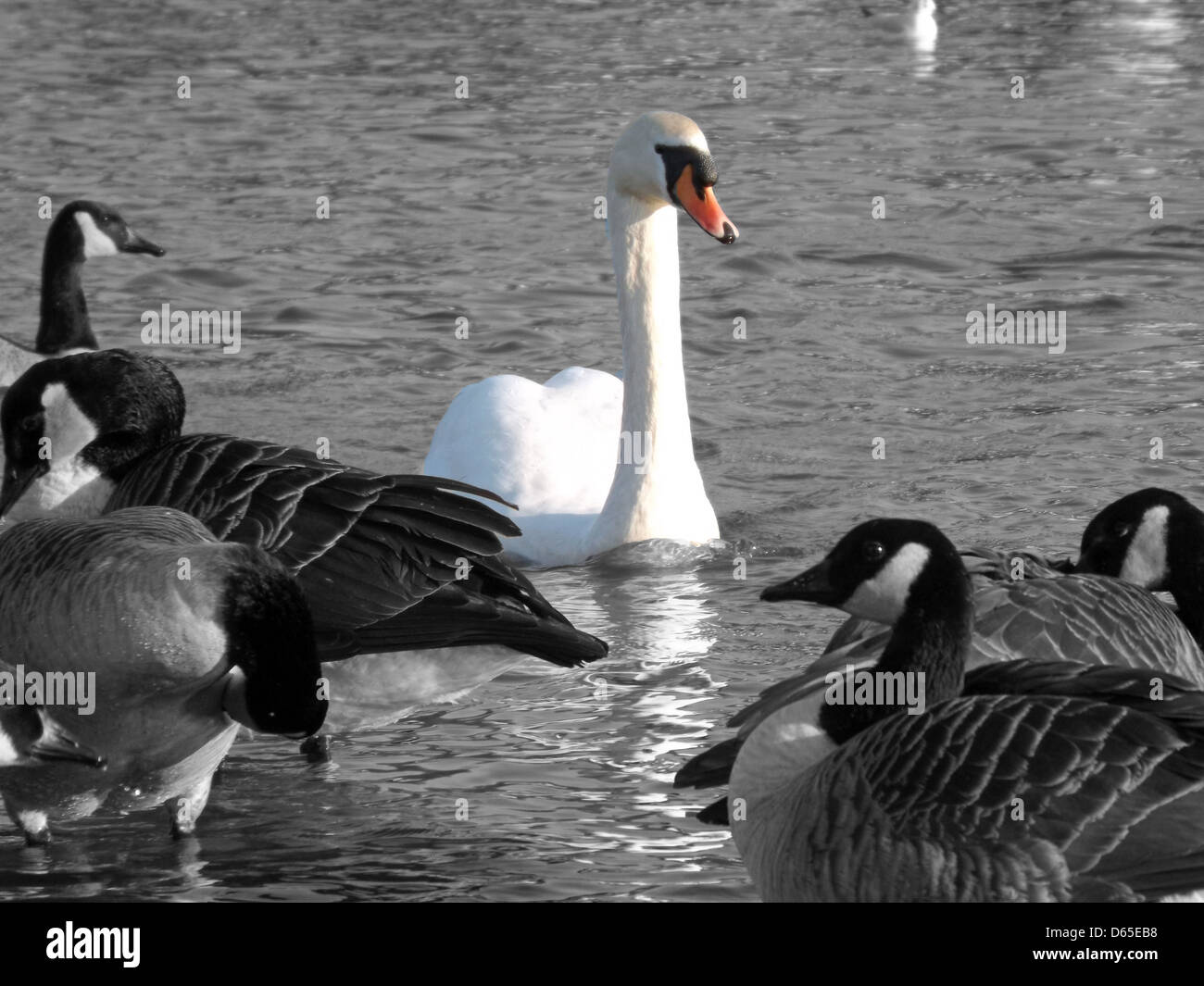 swan-on-river-trent-at-the-washlands-burton-on-trent-highlighted-colour