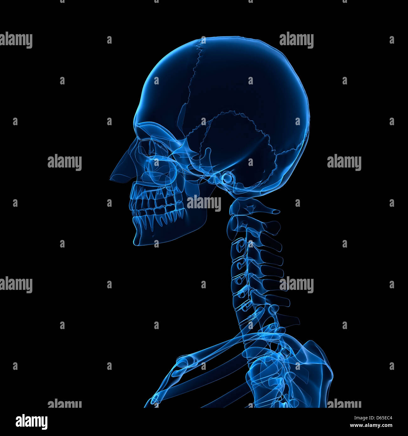 Head and neck bones, artwork Stock Photo