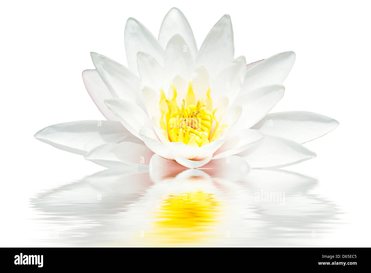 White lotus flower floating in water Stock Photo Alamy