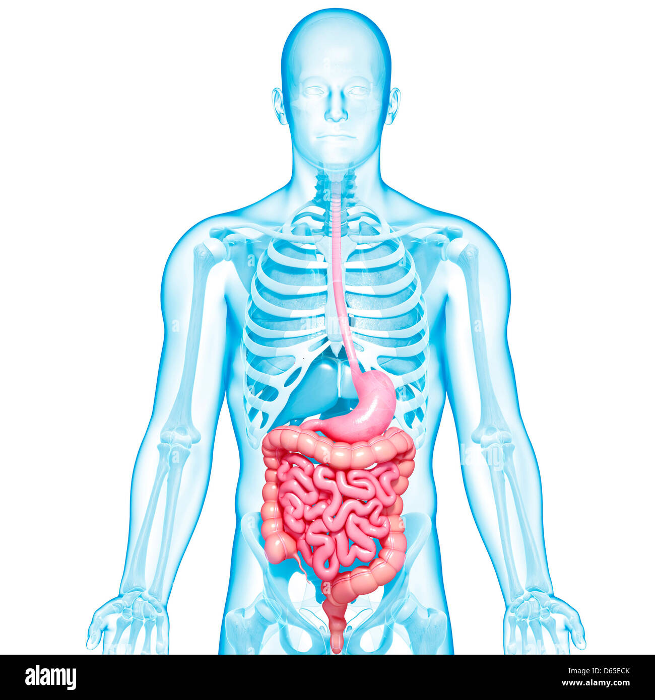 Healthy digestive system, artwork Stock Photo Alamy