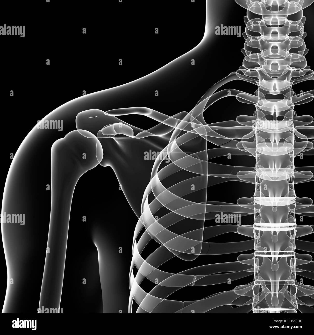 Human Shoulder Bones High Resolution Stock Photography and Images Alamy