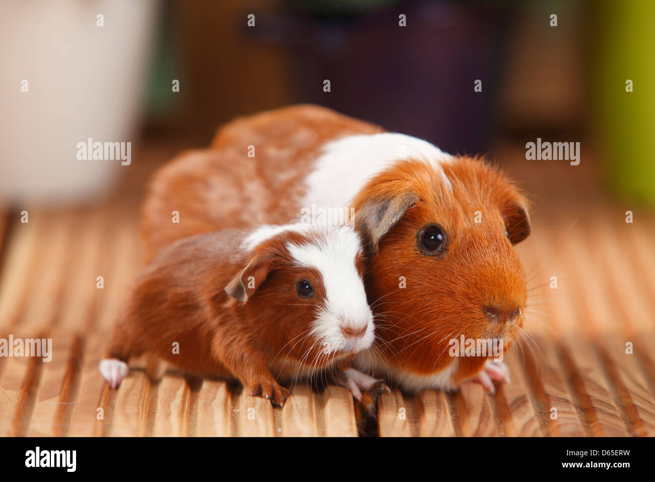 English Guinea Pig with youngs, English Crested Guinea Pig, red-white, 4 days Stock Photo