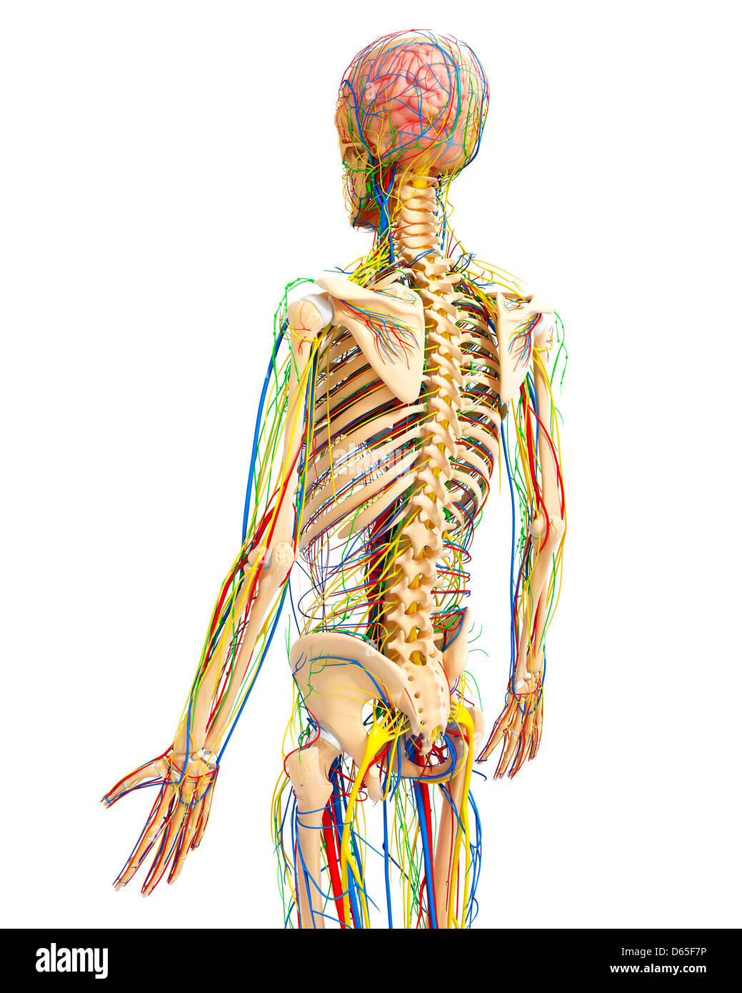 Anatomy Rear View Back Human High Resolution Stock Photography and