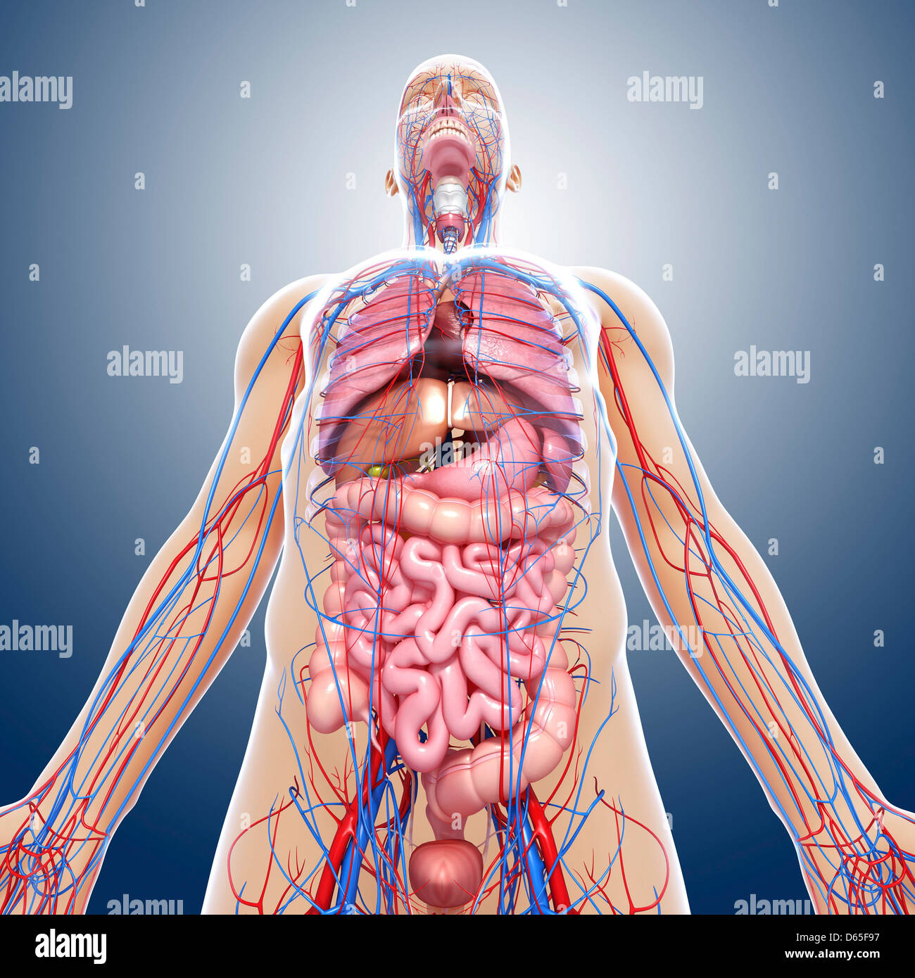 Male anatomy, artwork Stock Photo Alamy