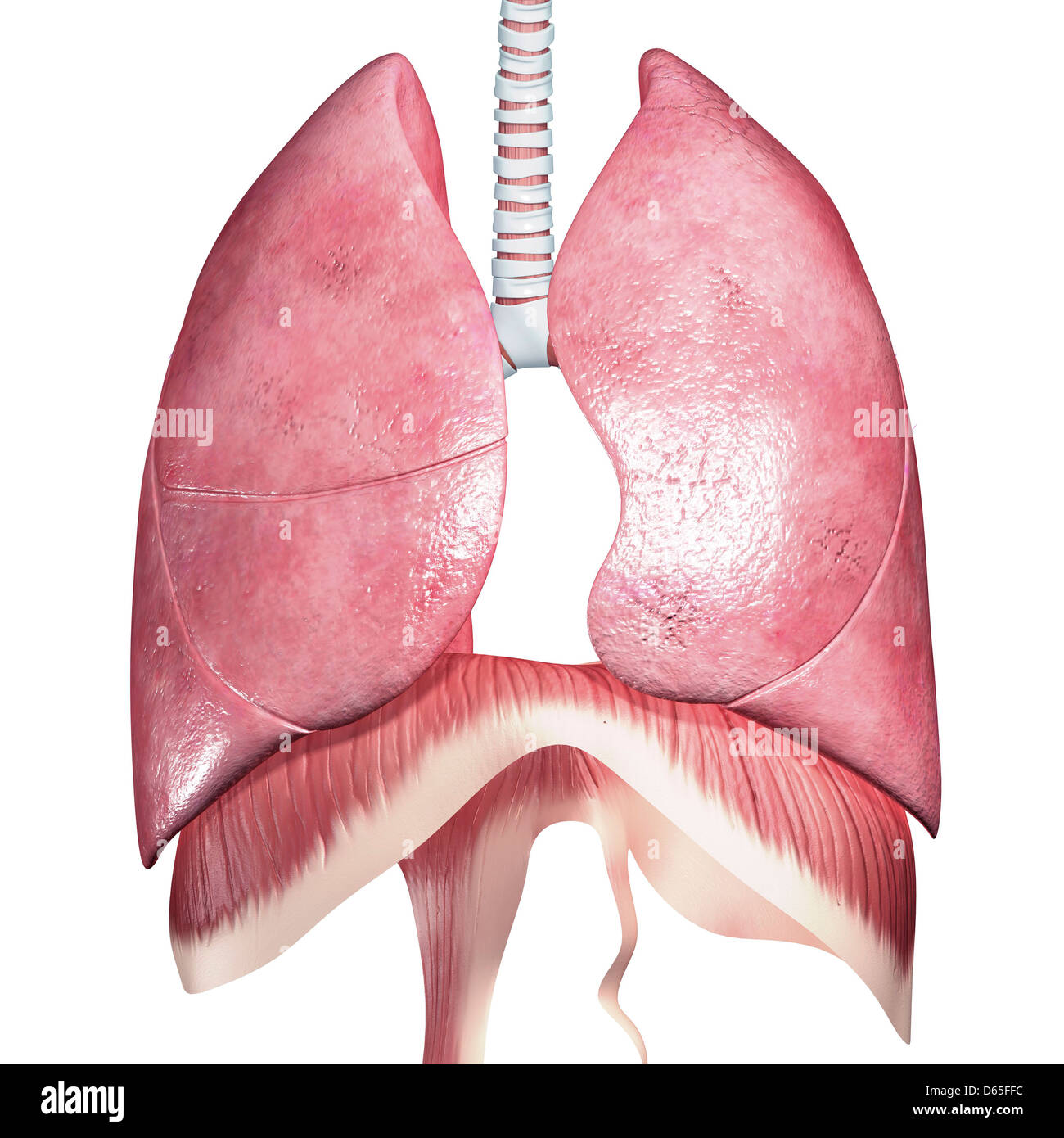 Respiratory system diaphragm hi-res stock photography and images - Alamy