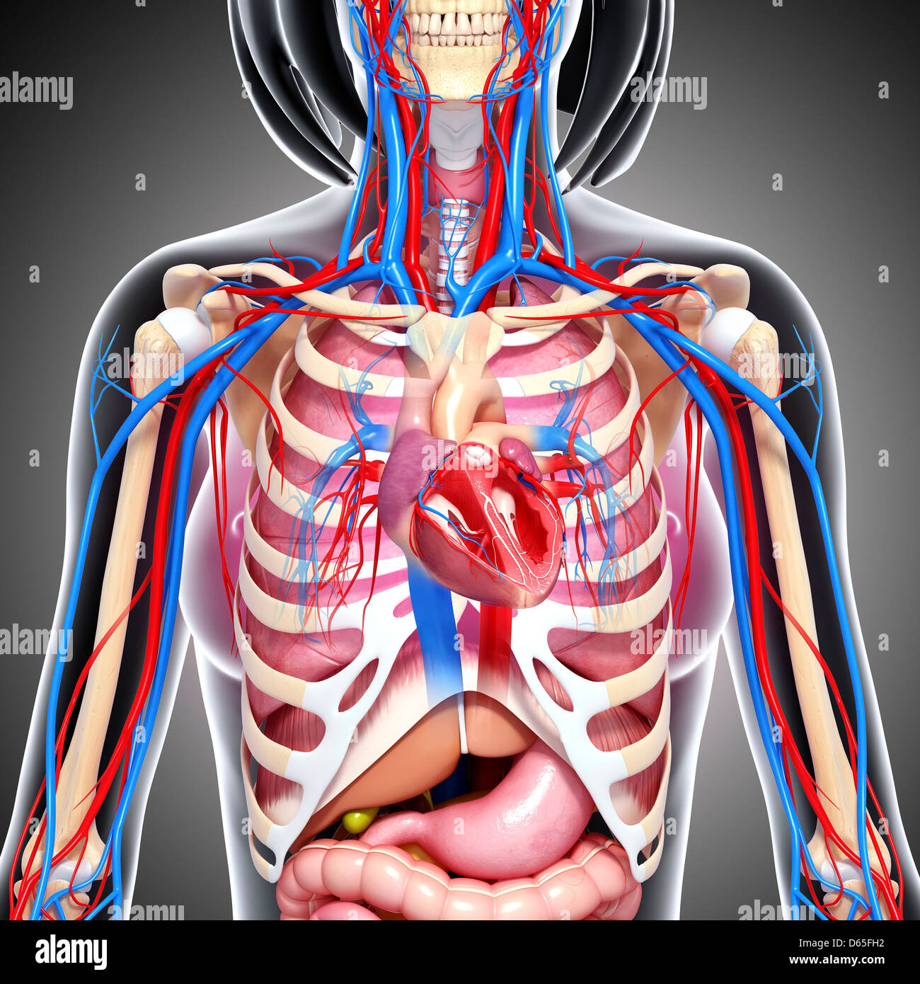 Female Chest Anatomy High Resolution Stock Photography and Images Alamy Female Chest Anatomy High Resolution Stock Photography and Images Alamy