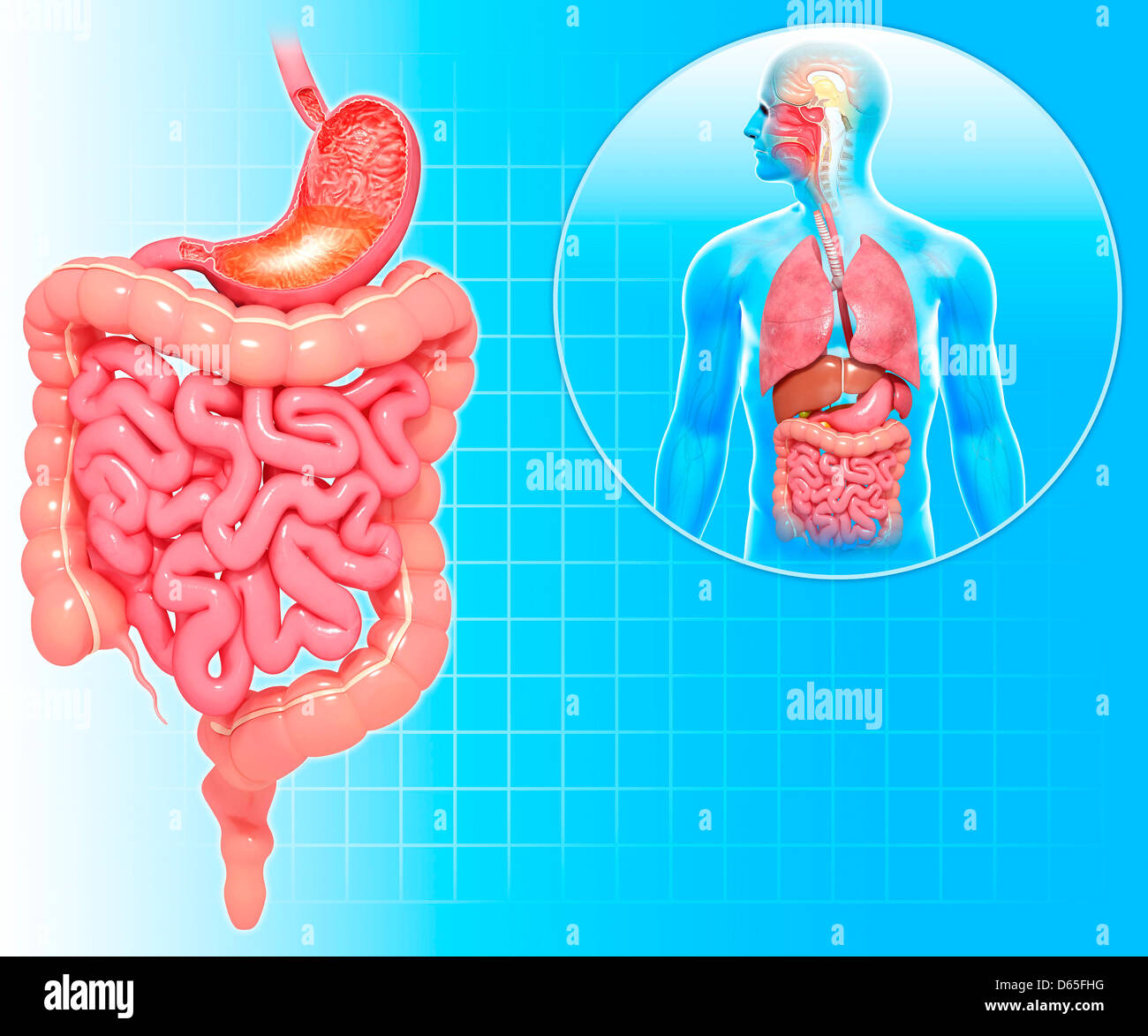Healthy digestive system, artwork Stock Photo Alamy