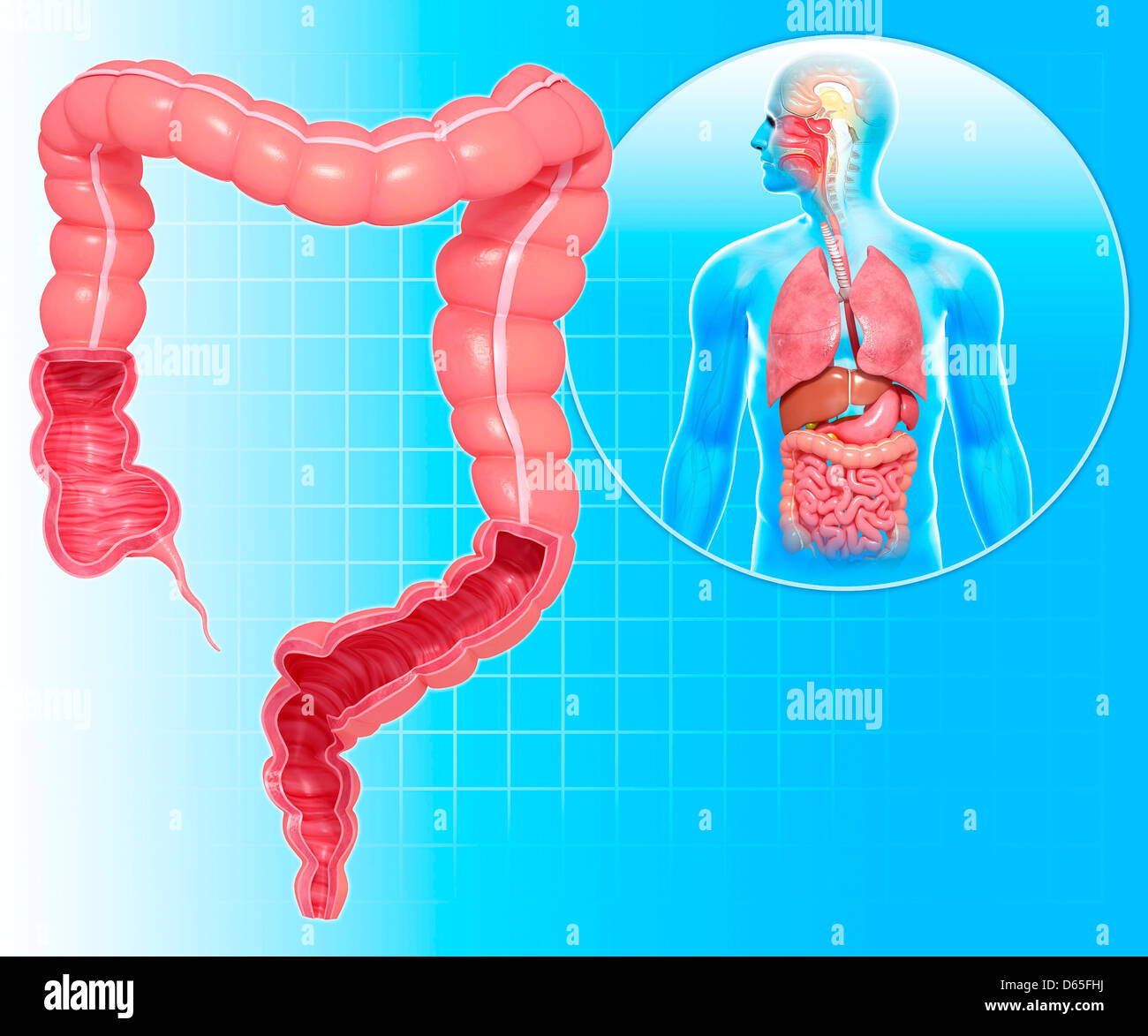Measuring Large Intestine Healthy large intestines, artwork Stock Photo - Alamy